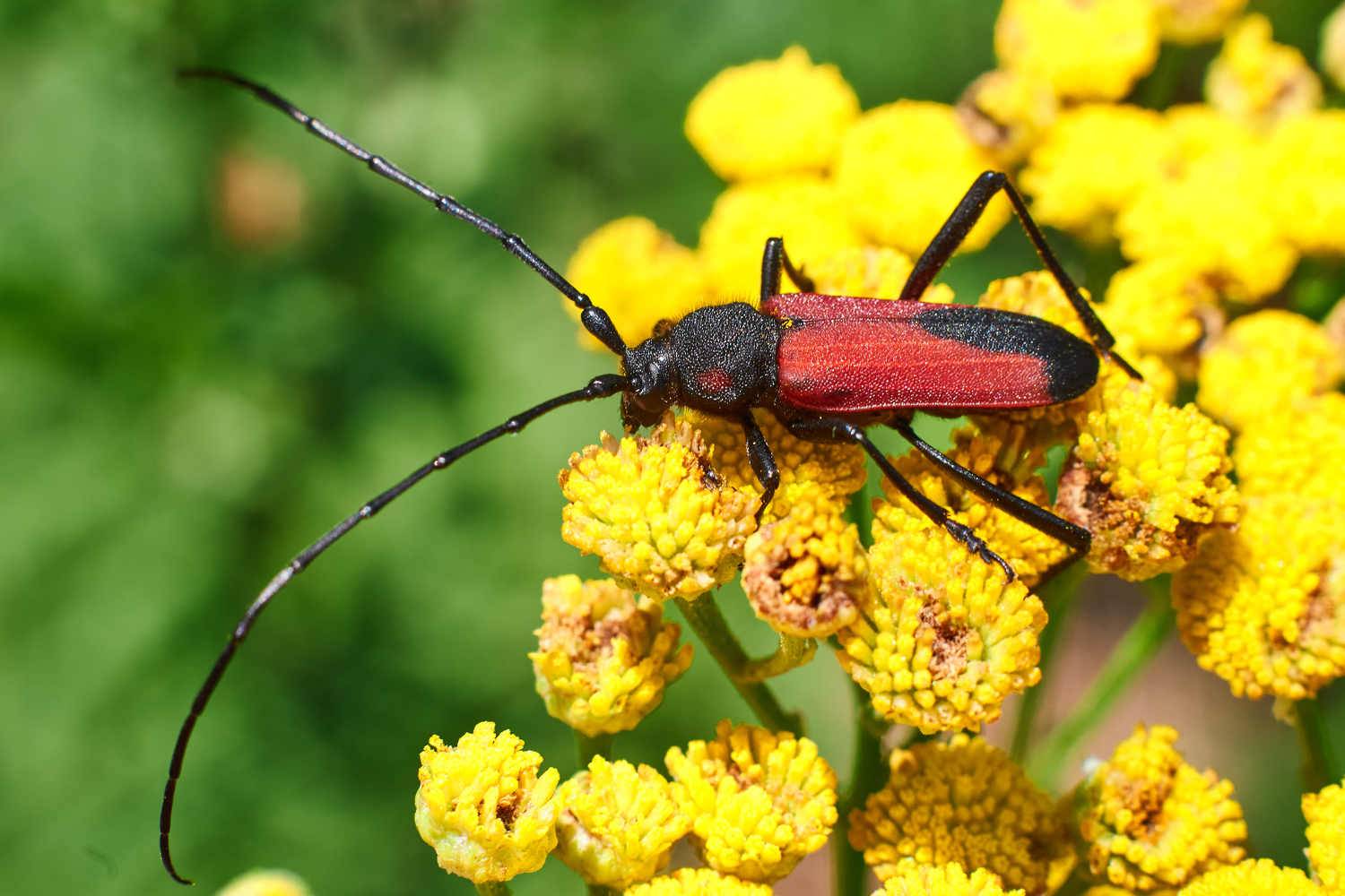 macro, macro photo, bugs, bug, russia, wildlife, Purpuricenus budensis, , Сторчилов Павел