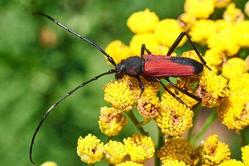 Purpuricenus budensis