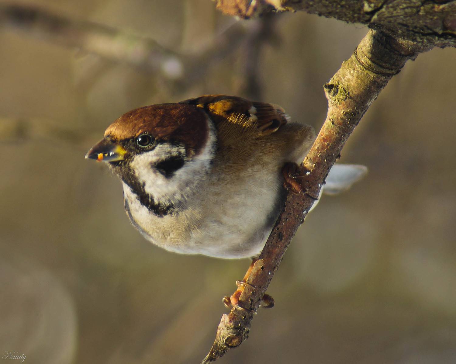 , Екимова Наталья