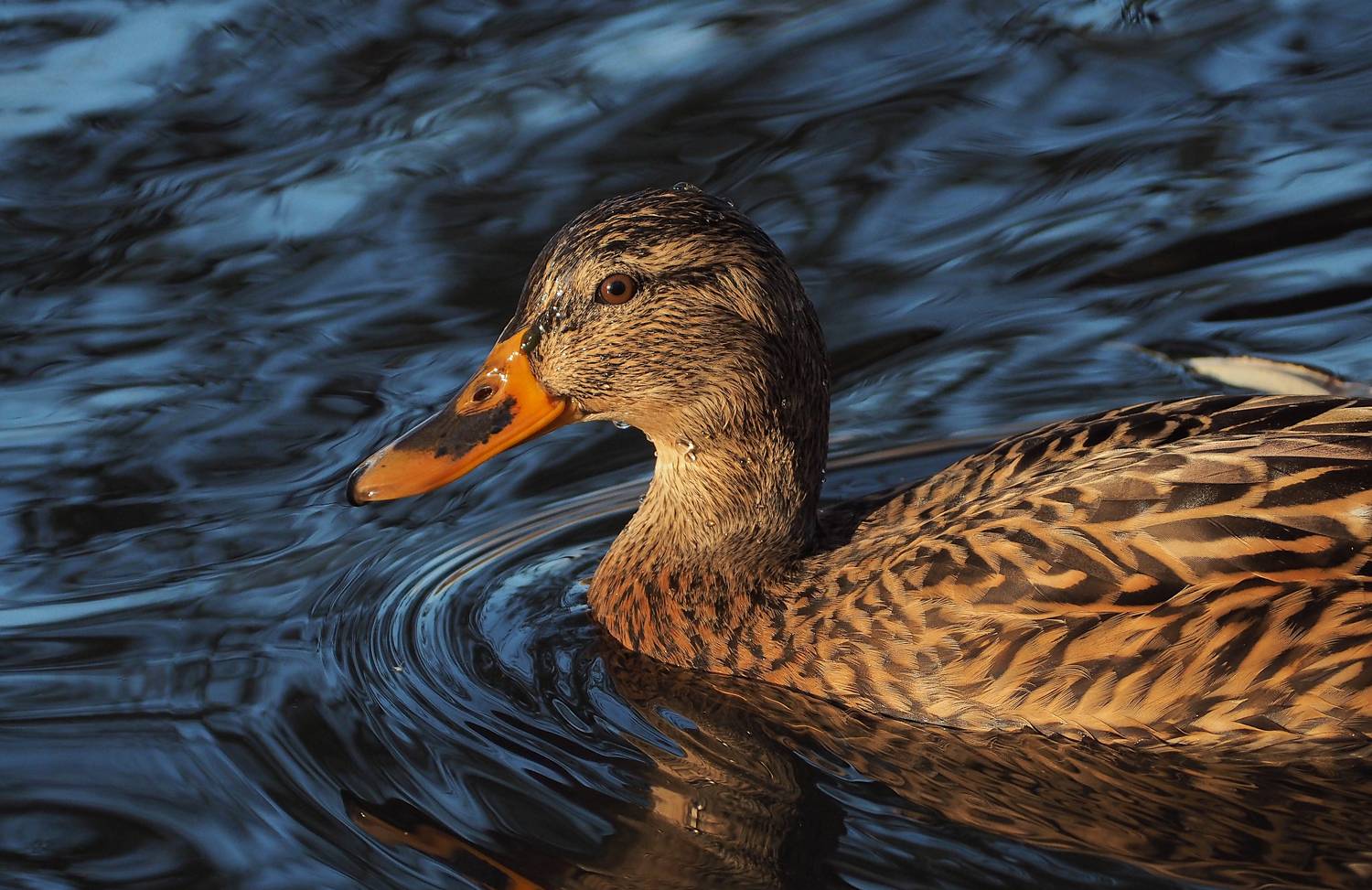 птица, утка, кряква, портрет, bird, duck, Протченко Ирина
