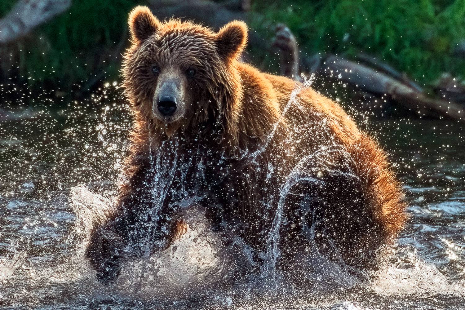 #медведи, #камчатка, Гордонов Юрий