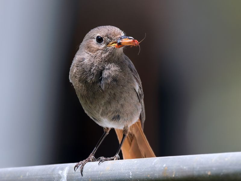 Black Redstart фото превью