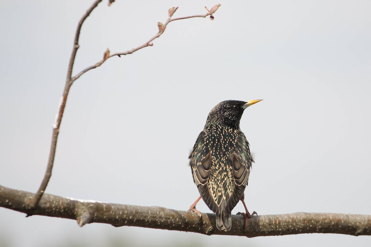 обыкновенный скворец, sturnus vulgaris, КарОл