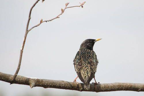 Обыкновенный скворец (Sturnus vulgaris)