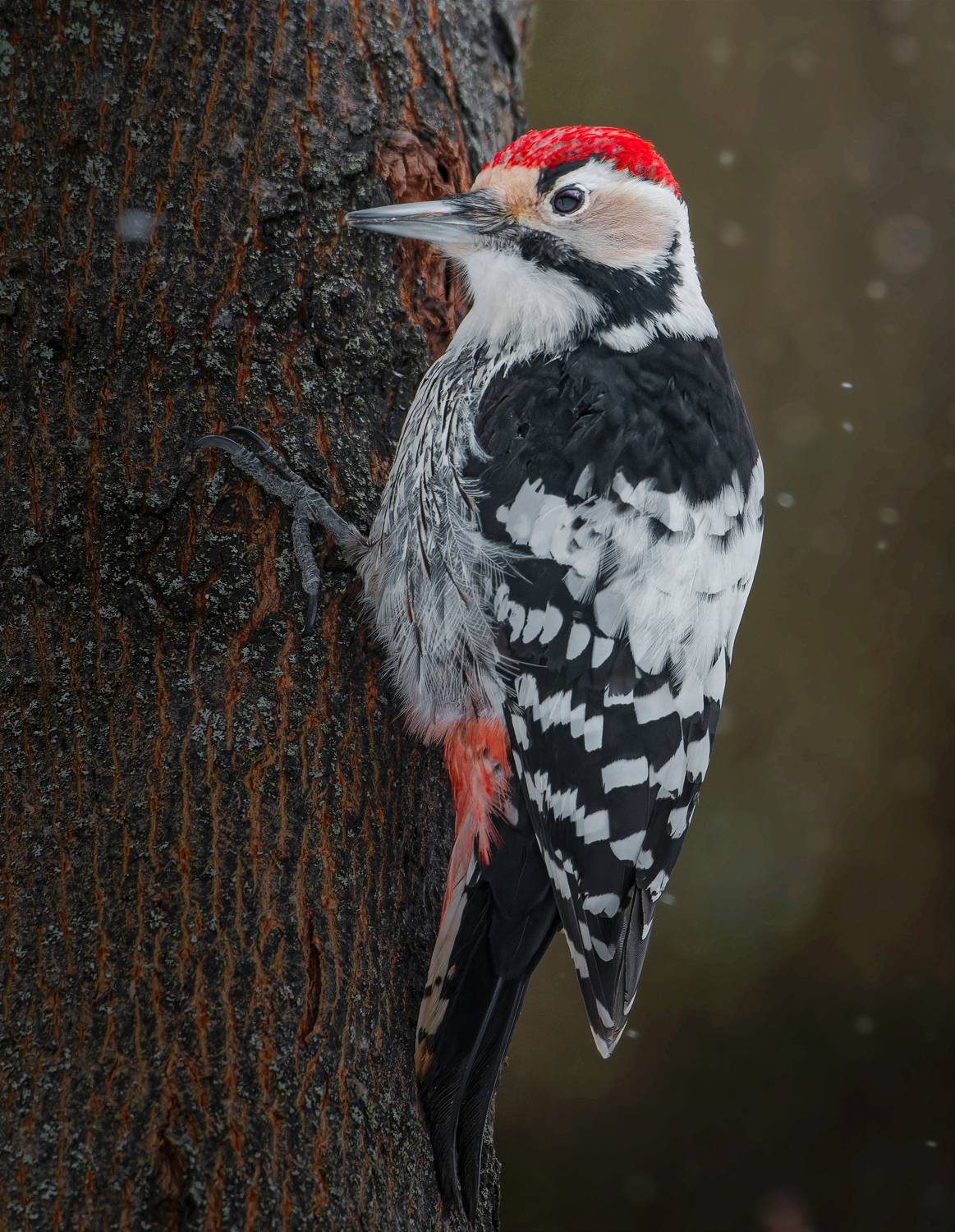 , Фотоохота Александр