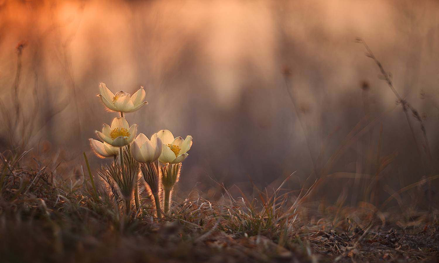 подснежник, сон-трава, прострел, весна, лес, цветы, Sokolova Tatiana