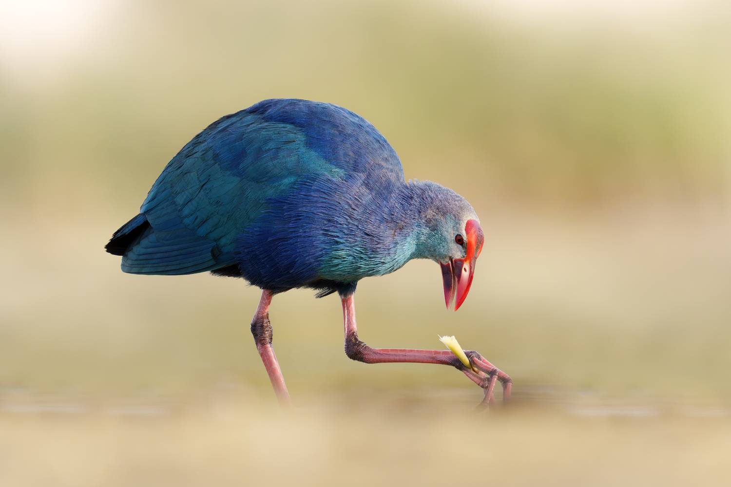 птица, фотоохота, султанка, природа, фауна, Vladimir Kulikov