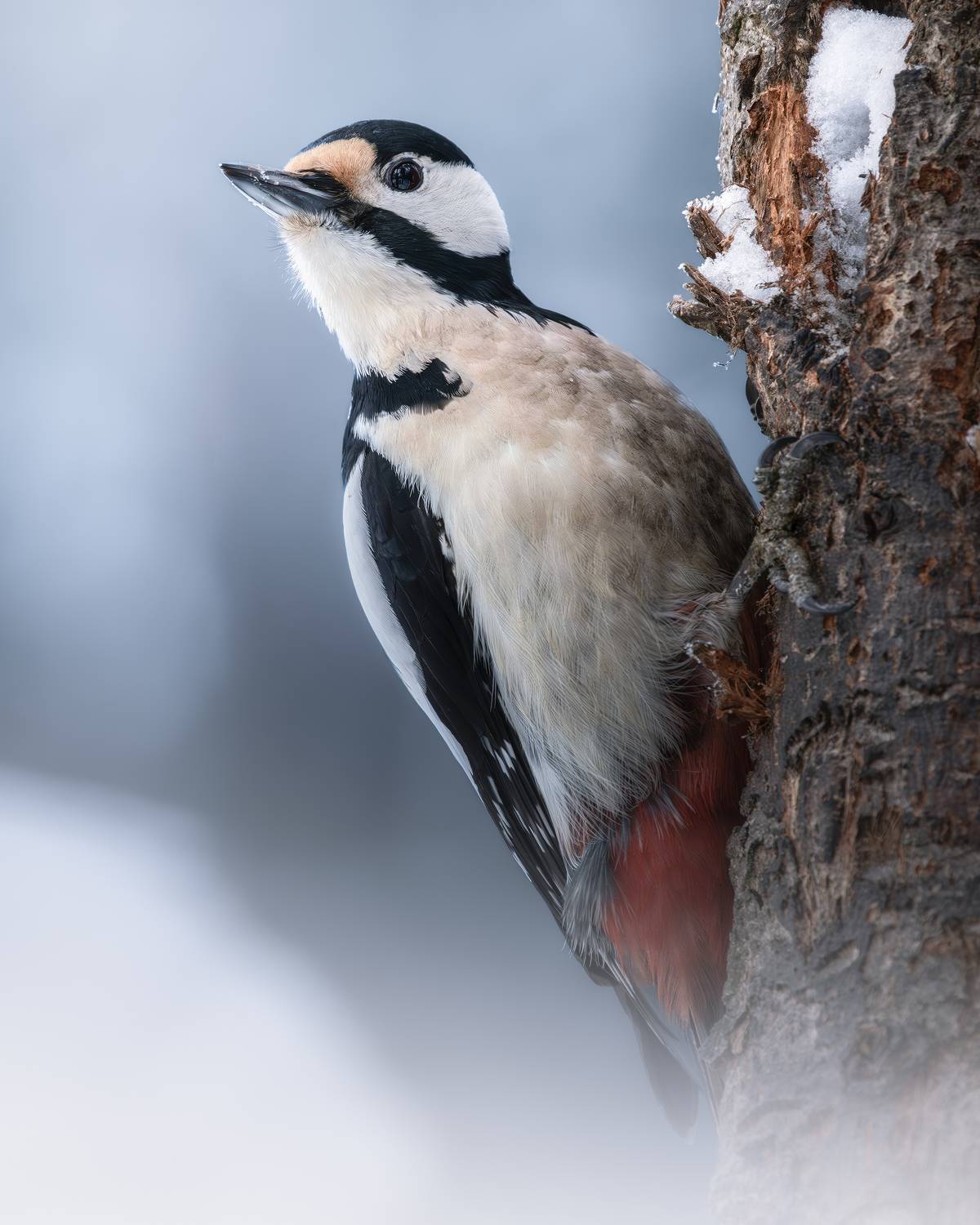 , Поляков Михаил