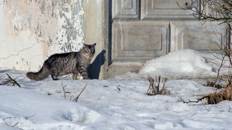 Зеленоглазая... фото превью