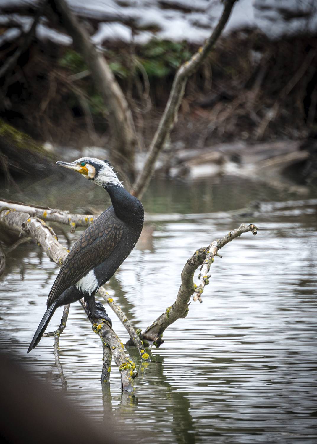 , Алексей Рыльский