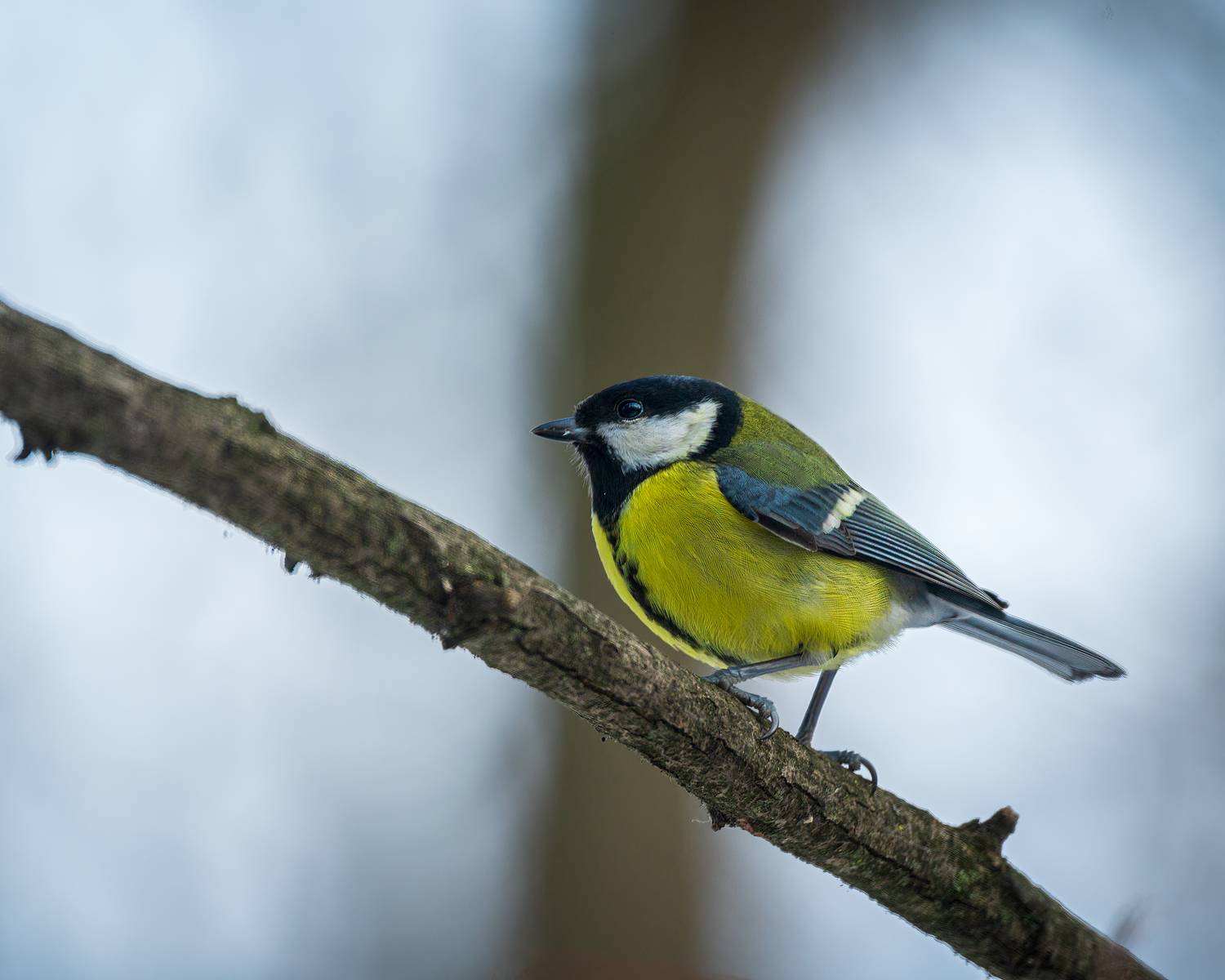 большая синица, Алексей Рыльский