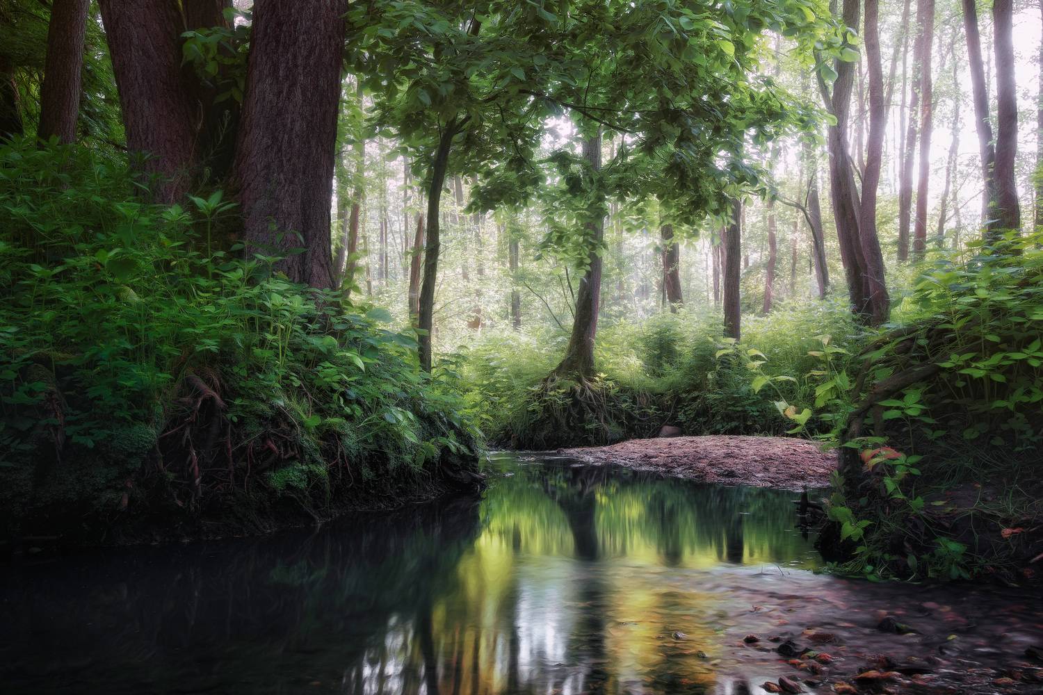 лес, деревья, листва, лето, Валерий Вождаев