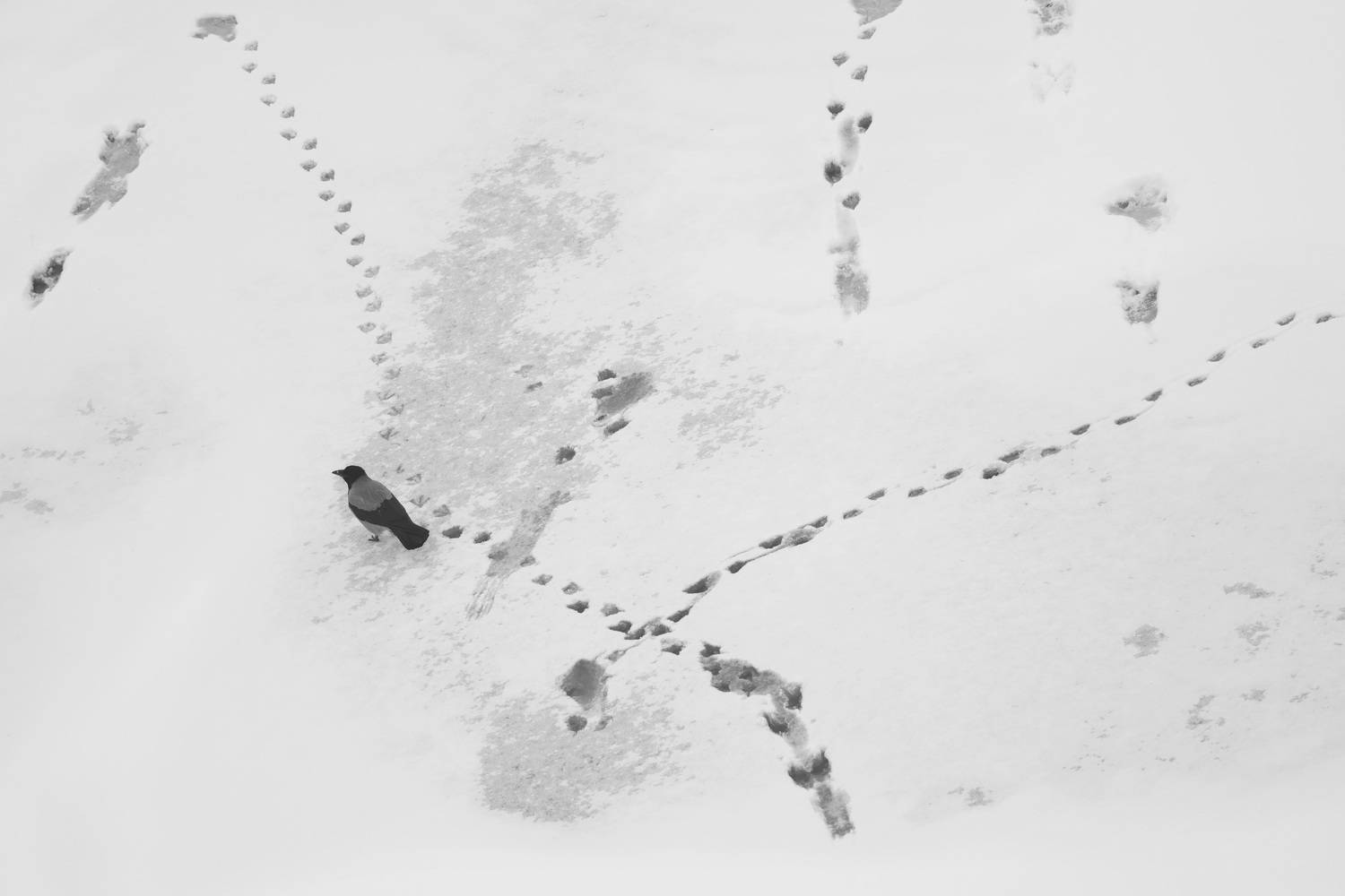 , Колосова Елена