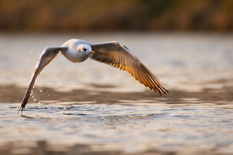 Gull фото превью