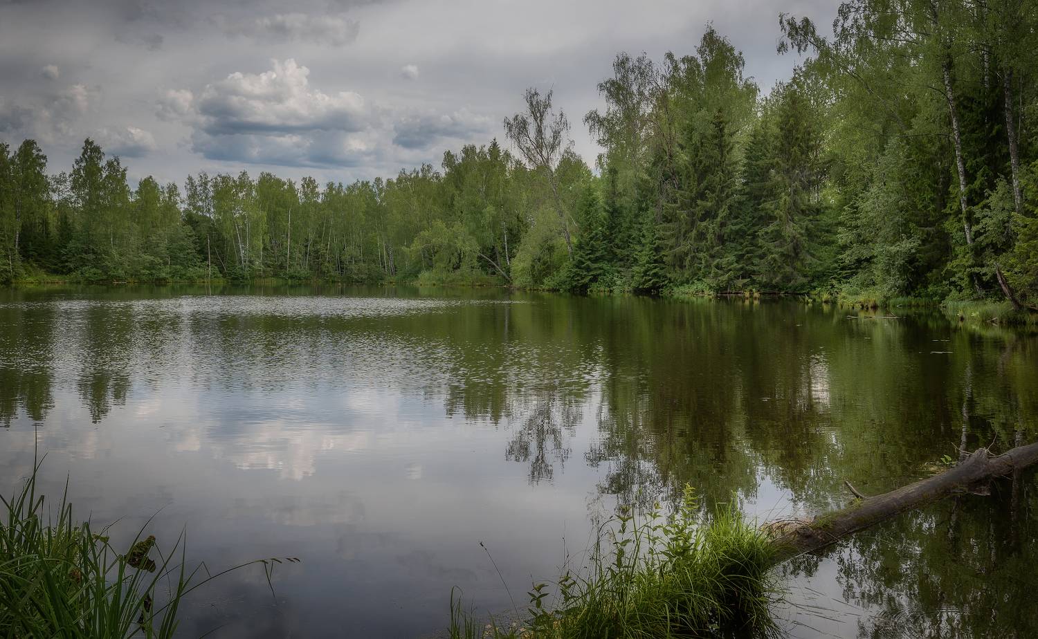 лес, лето, озеро, Сергей Аникин