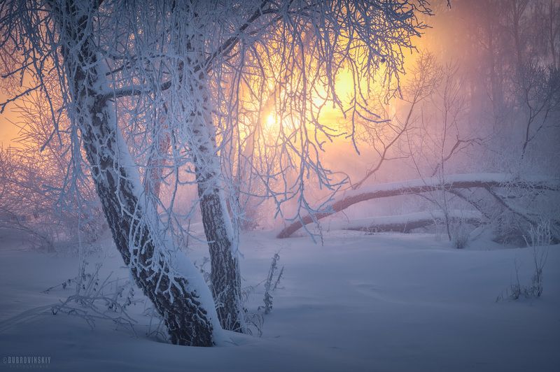 туман, иней, зима, мороз, рассвет *** фото превью