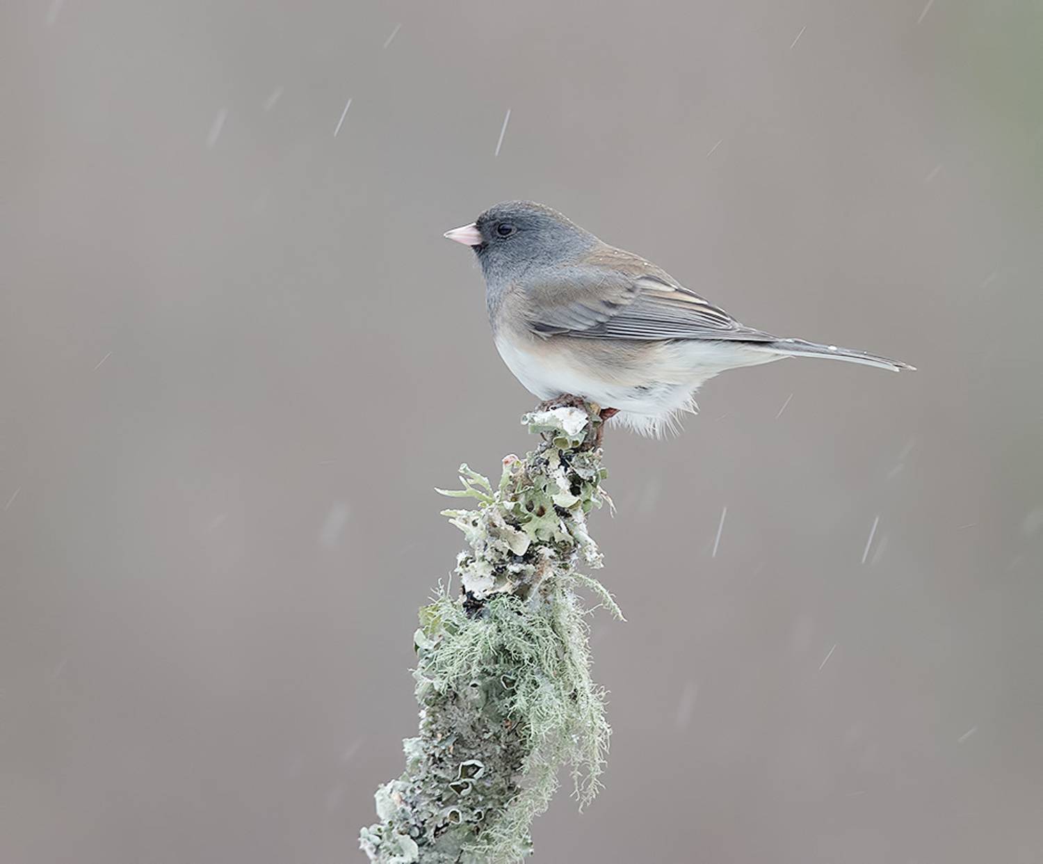 юнко,dark-eyed junco, junco, зима, Etkind Elizabeth