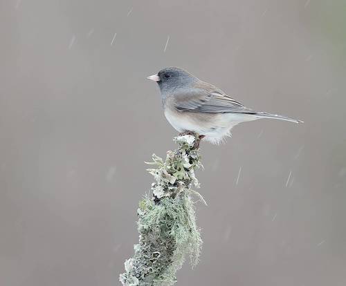 Dark-eyed Junco -Юнко