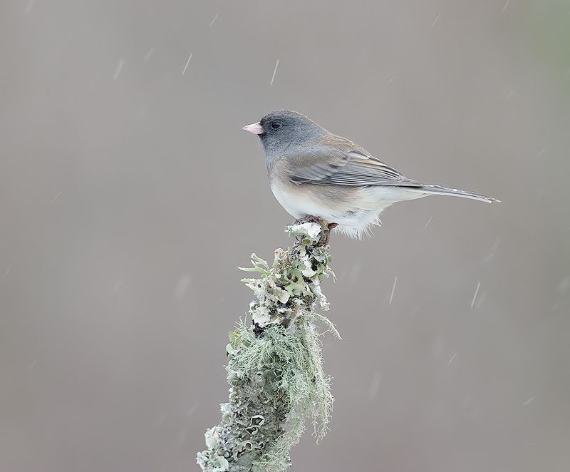 юнко,dark-eyed junco, junco, зима Dark-eyed Junco -Юнко фото превью