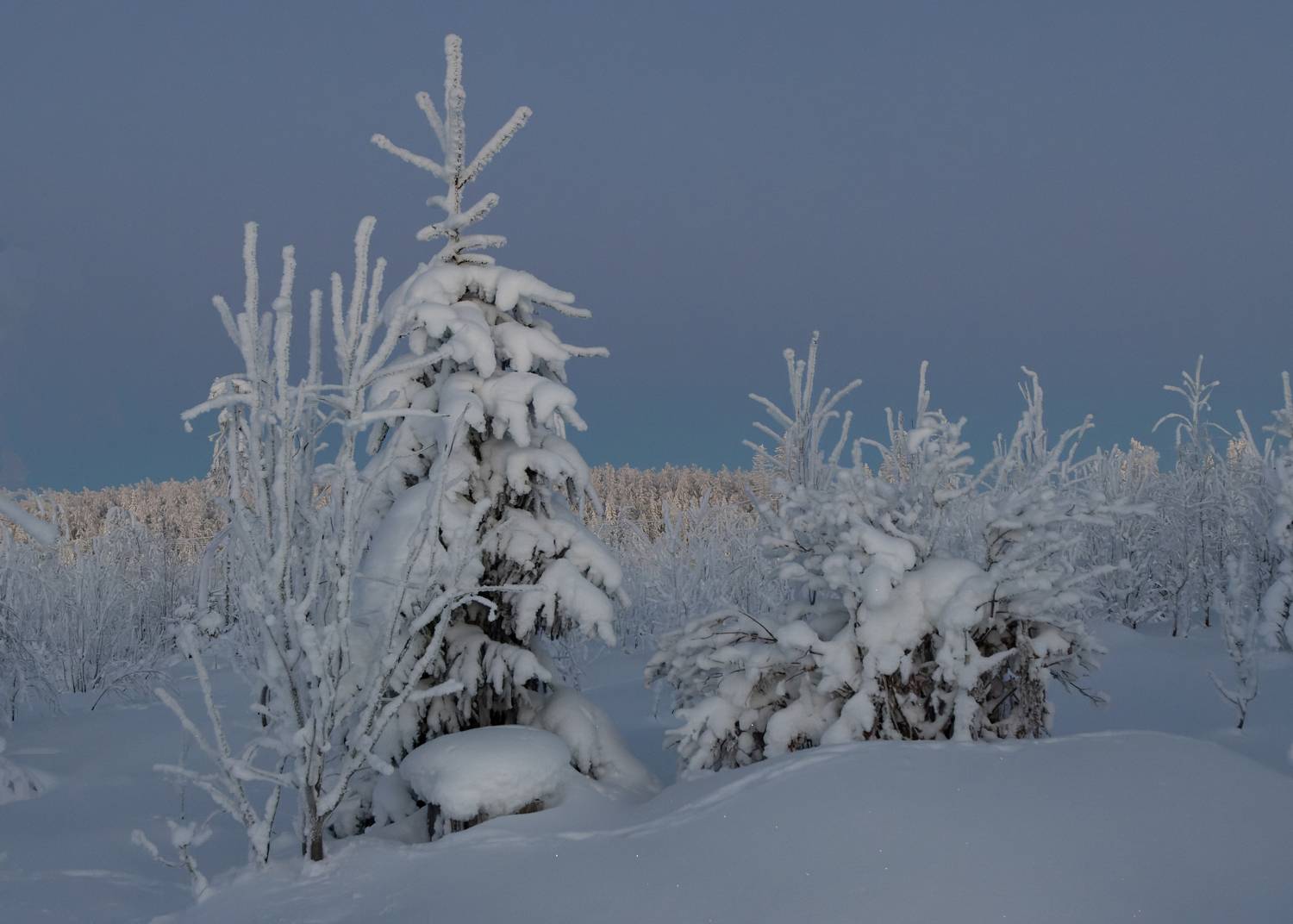 зима, снег, мороз, иней, сугроб, вечер, Светлана Холодняк