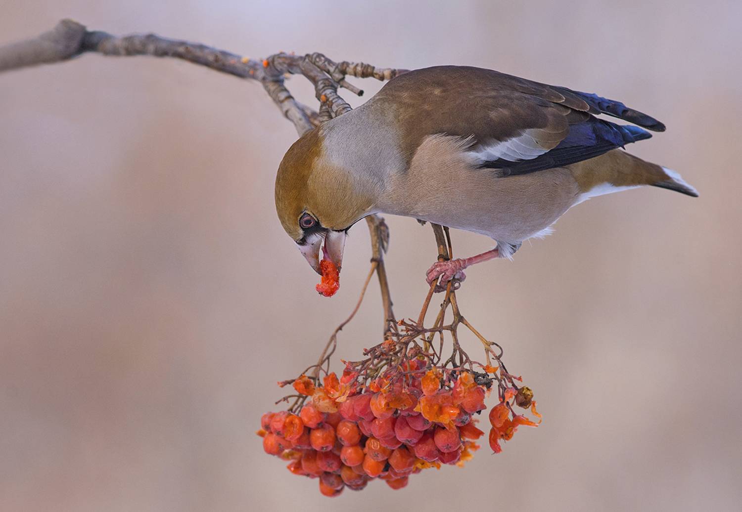 дудонос,самец,завтрак,рябина,зима, Иван
