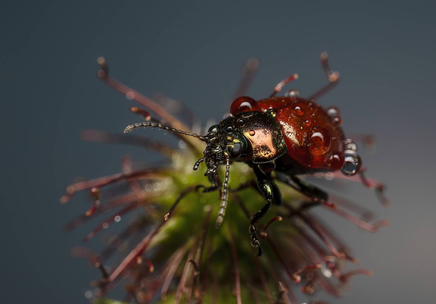 , Людмила Железнова