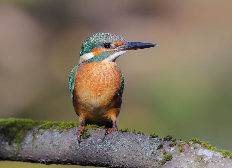 Молодёж с мокрым носом фото превью