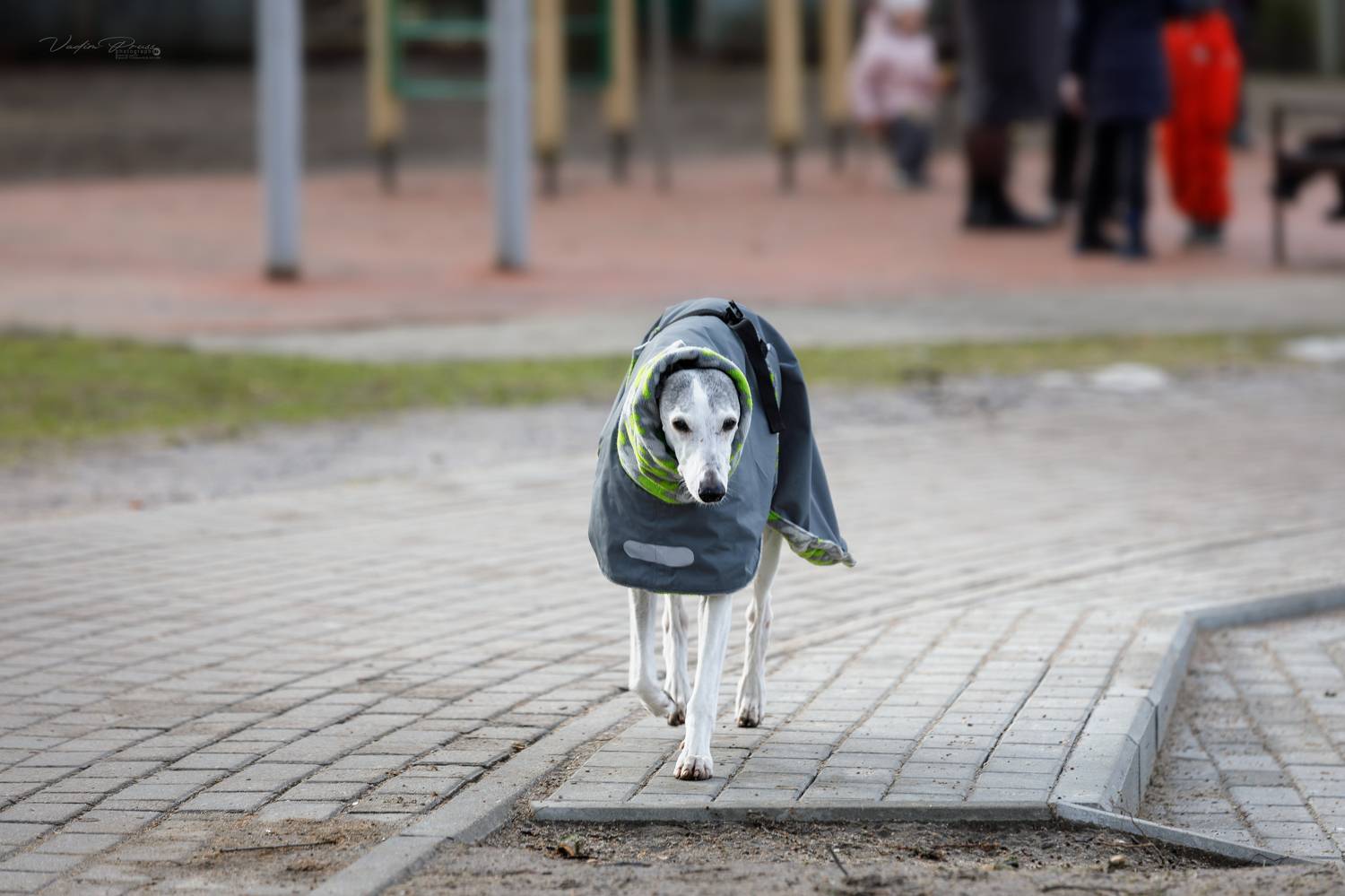 Калининград, собака, прогулка, выгул, фотография, город, одежда, холодно, Свирин Вадим, Россия, Kaliningrad, dog, walk, walking, photography, city, clothing, cold, Vadim Svirin, Russia, Vadim Svirin