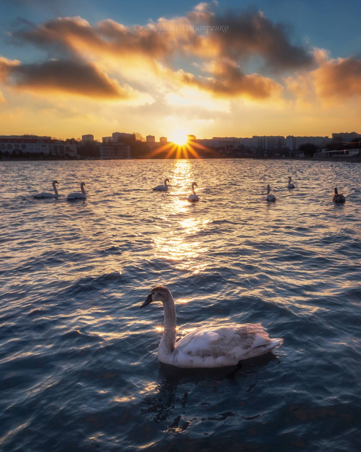 крым, зима, море, лебеди, городской пейзаж, рассвет, пейзаж, птицы, crimea, Дмитренко Екатерина