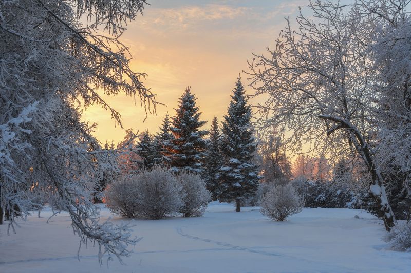 зима, снег, иней, мороз, деревья, кусты, закат, вечер, архангельск На фоне заката фото превью