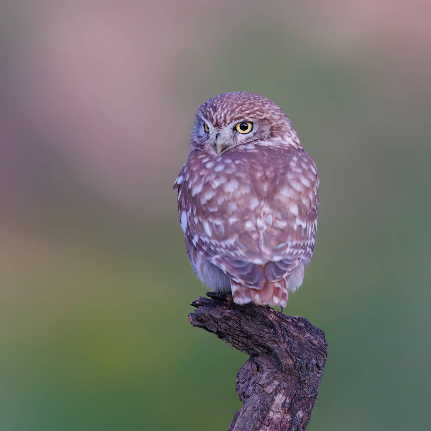 , Фруман Евгений