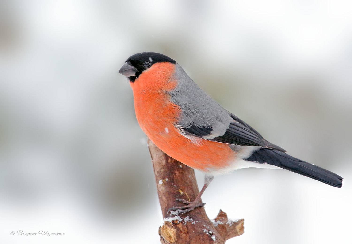 , Шульгин Вадим