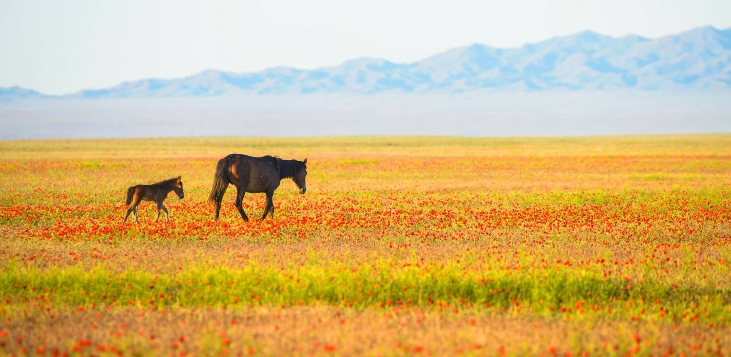 джетысу, семтречье, алтынемель, маки, казахстан, чарын, тяньшань, кольсай, каинды, фототур, фотоутрсемтречье, фототурджетысу, фототурмаки, фототурчарын, чарынскийканьон, Кутыгин Эдуард