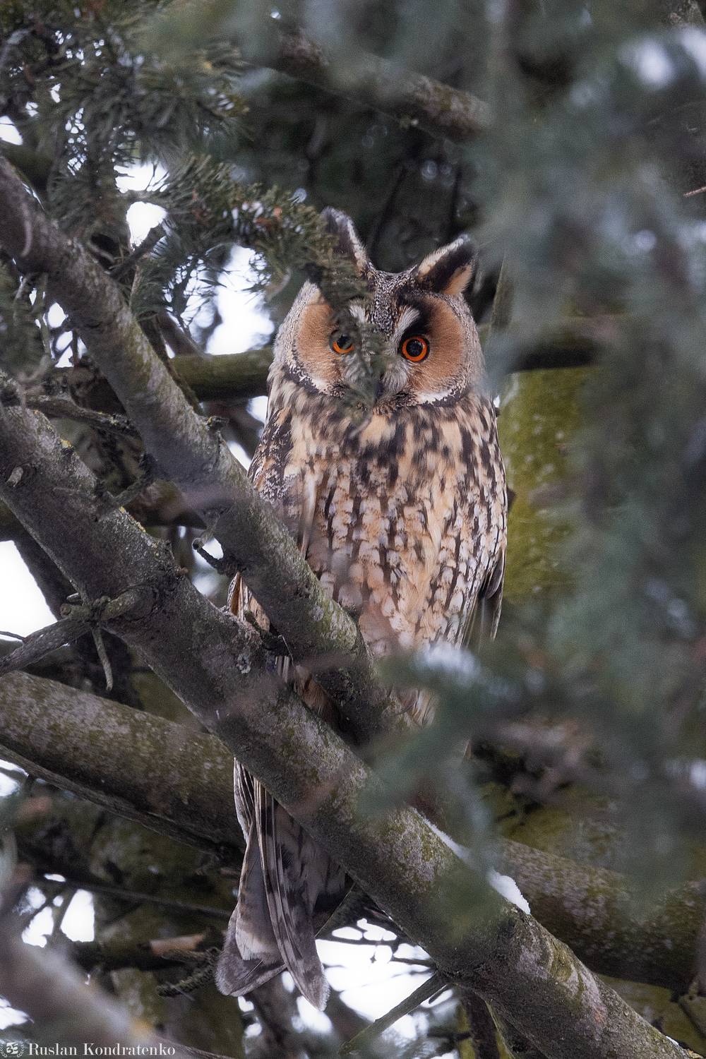 сова, ушастая сова, птицы, птица, Кондратенко Руслан
