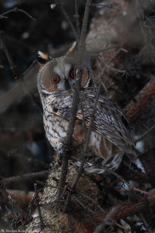 Ушастая сова фото превью