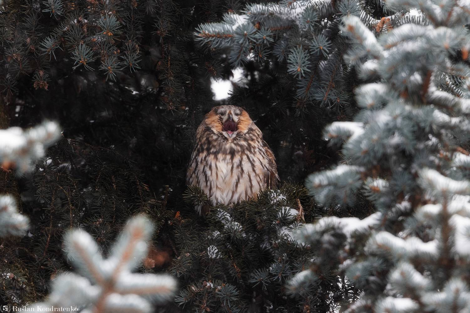 сова, ушастая сова, птицы, птица, Кондратенко Руслан