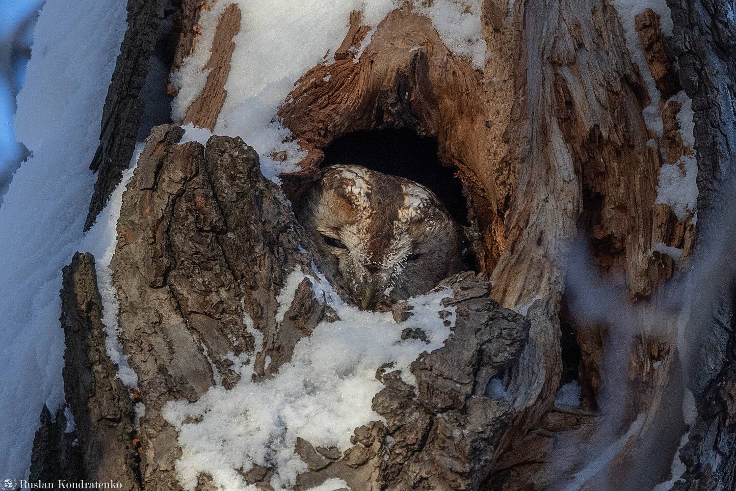 серая сова, сова, птицы, птица, Кондратенко Руслан