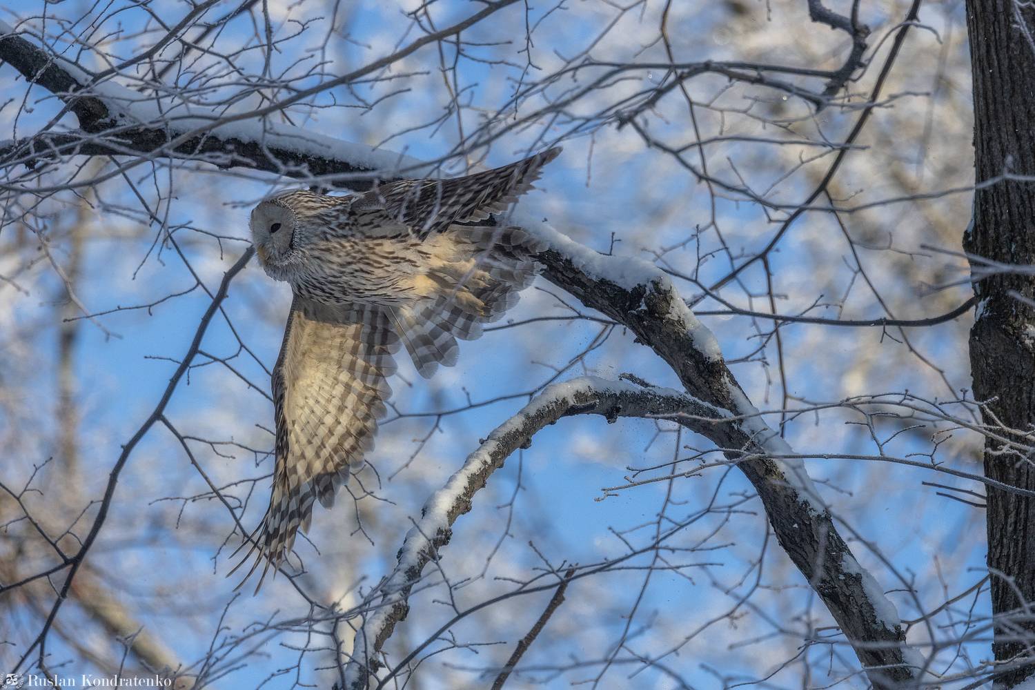 длиннохвостая неясыть, сова, птица, птицы, Кондратенко Руслан
