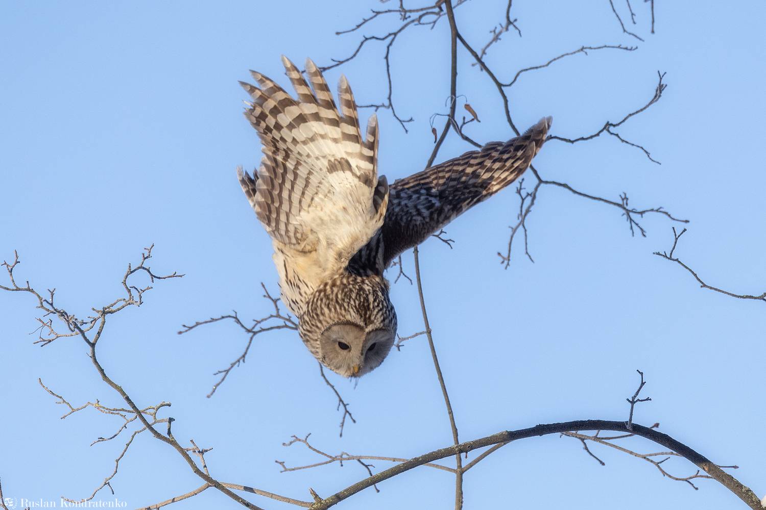длиннохвостая неясыть, сова, птица, птицы, Кондратенко Руслан