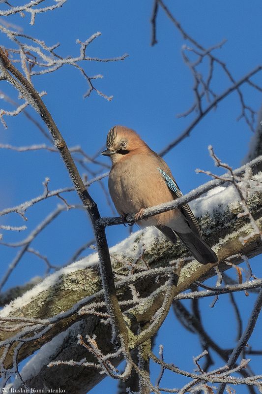сойка, птицы, птица Сойка фото превью