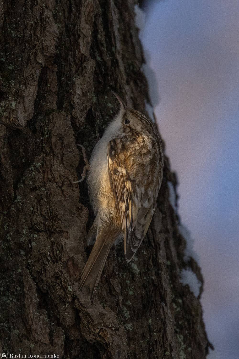 пищуха, птицы, птица, Кондратенко Руслан