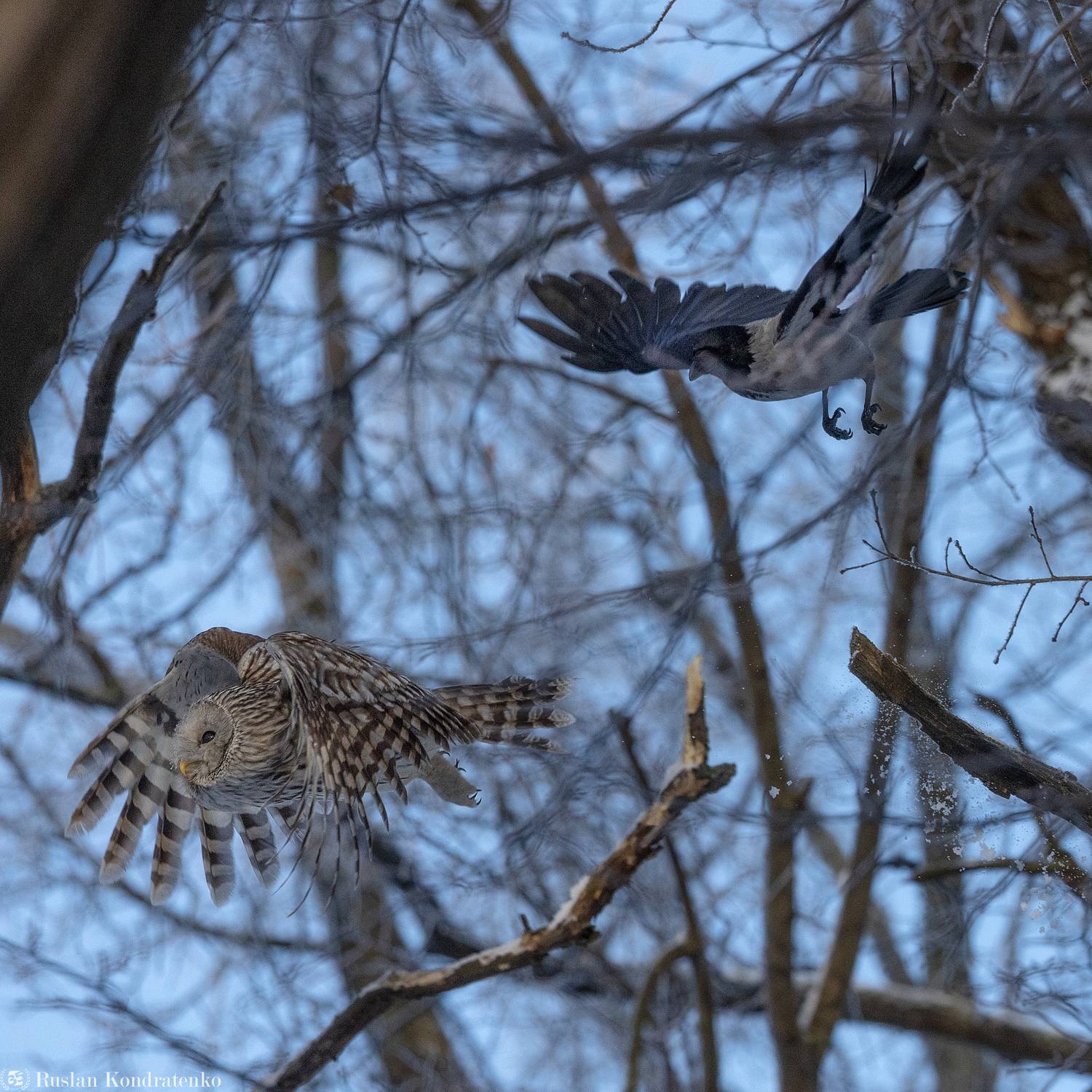 длиннохвостая неясыть, сова, птица, птицы, Кондратенко Руслан