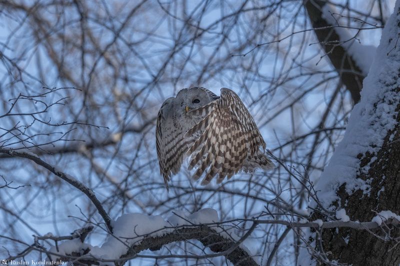 длиннохвостая неясыть, сова, птица, птицы Длиннохвостая неясыть фото превью