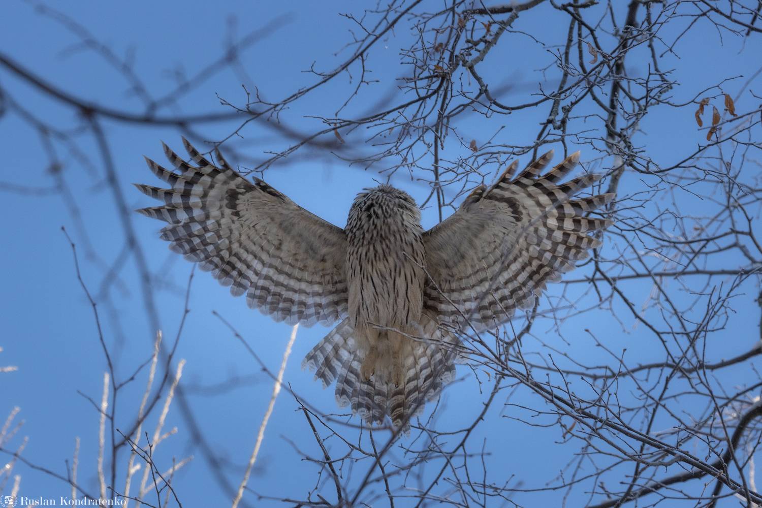 длиннохвостая неясыть, сова, птица, птицы, Кондратенко Руслан