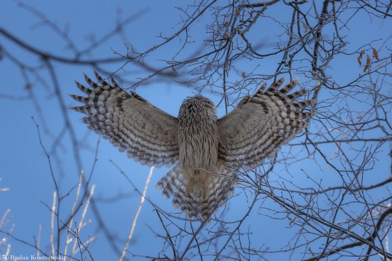 длиннохвостая неясыть, сова, птица, птицы Длиннохвостая неясыть фото превью