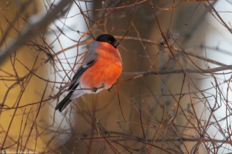 снегирь, птица, птицы Снегирь фото превью