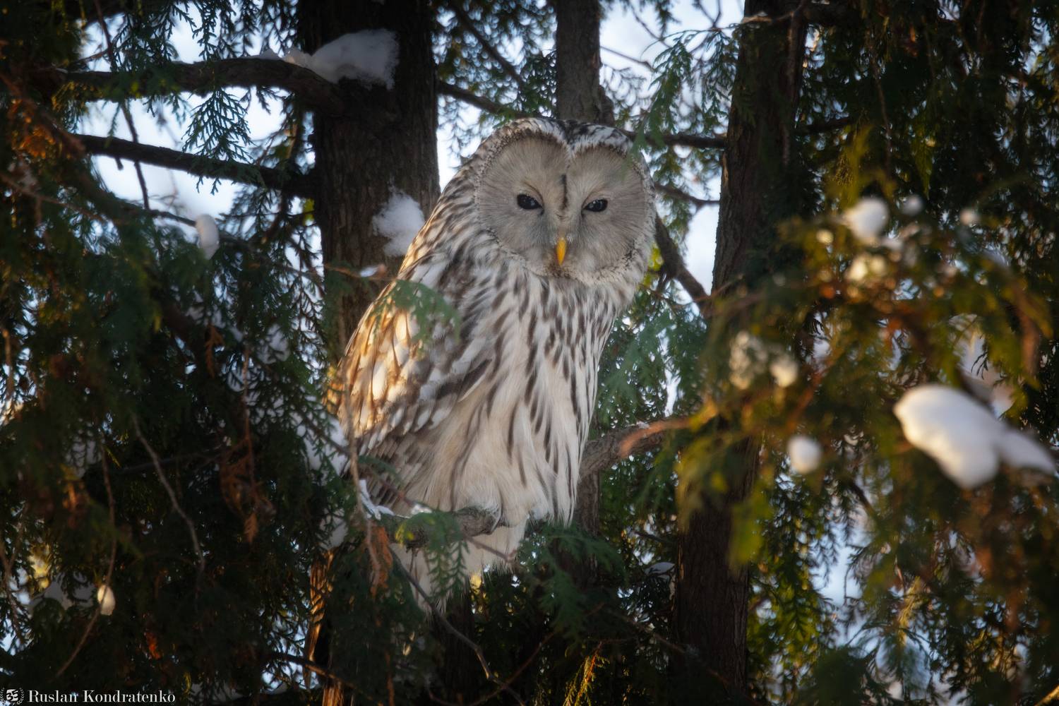 длиннохвостая неясыть, сова, птица, птицы, Кондратенко Руслан