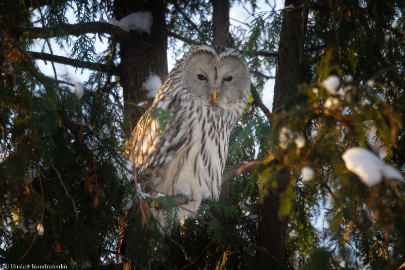 длиннохвостая неясыть, сова, птица, птицы Длиннохвостая неясыть фото превью