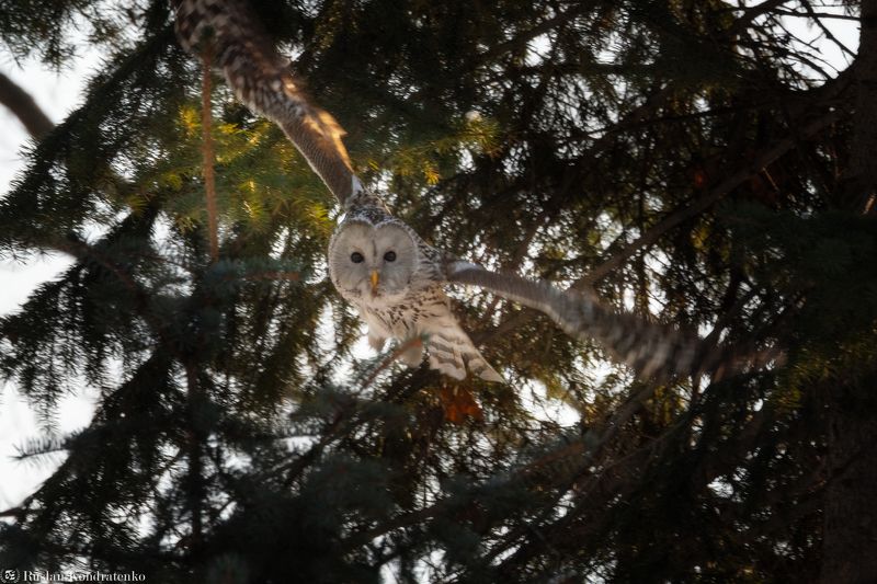 длиннохвостая неясыть, сова, птица, птицы Длиннохвостая неясыть фото превью