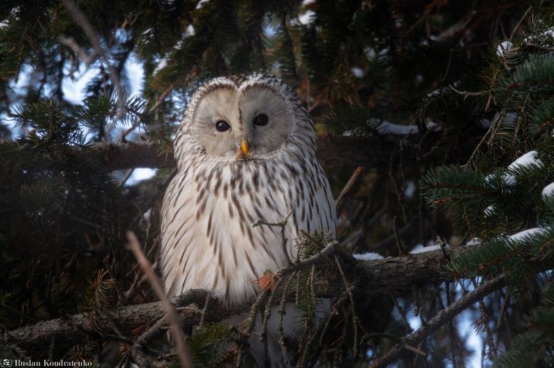 длиннохвостая неясыть, сова, птица, птицы Длиннохвостая неясыть фото превью